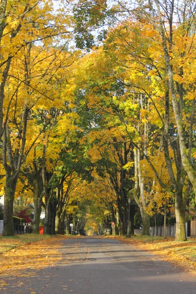 都会の秋の木々 — ストック写真