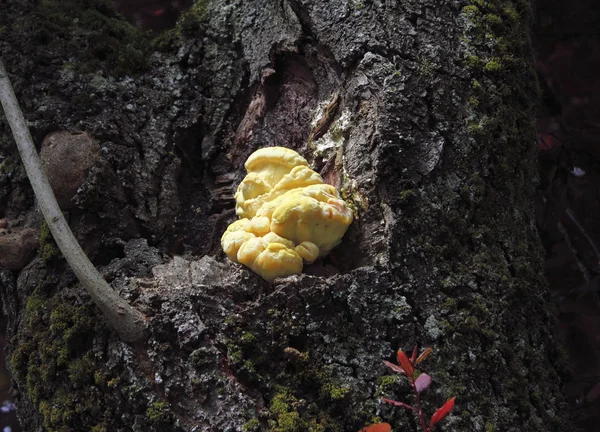 Gelber Pilz auf Baum — Stockfoto
