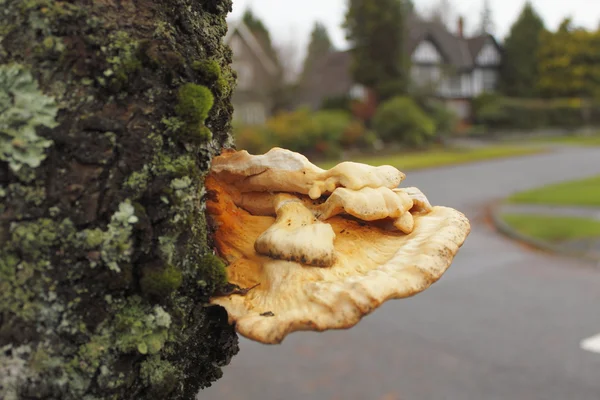 Cogumelo de árvore — Fotografia de Stock