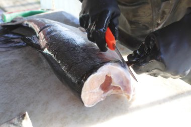 Fisherman Cuts Fins off a Coho Salmon clipart