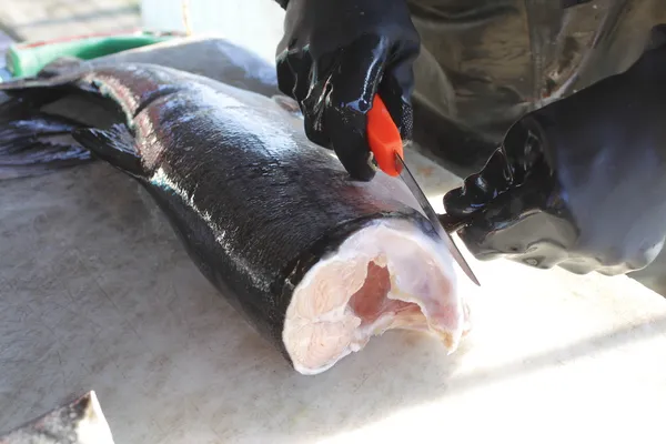 Il pescatore taglia le pinne da un salmone di Coho — Foto Stock