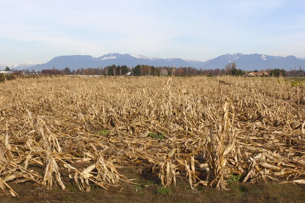 Спящее кукурузное поле во Фрейзерской долине — стоковое фото