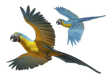 Parrot clipart