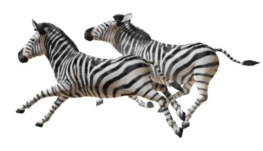 Zebras clipart