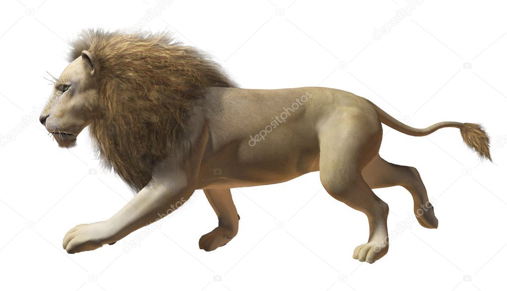 Running Lion Stock Photo Image By C Vitart