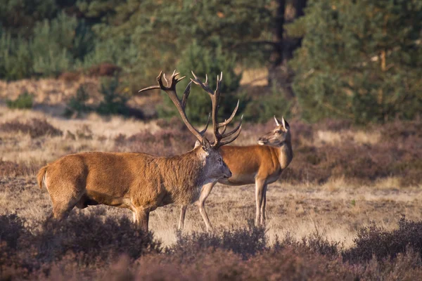 stock image Red dears in the woods