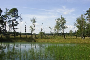 eski huş ile sulak