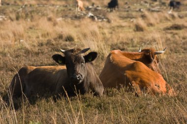 Buffalos lying down clipart