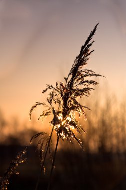 Sunrise reed tüy arkasında