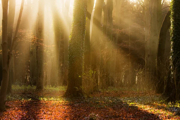 stock image Early sun in the woods