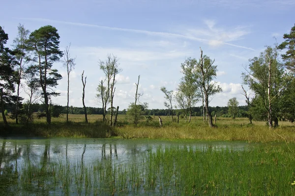 湿地与旧桦木 图库照片