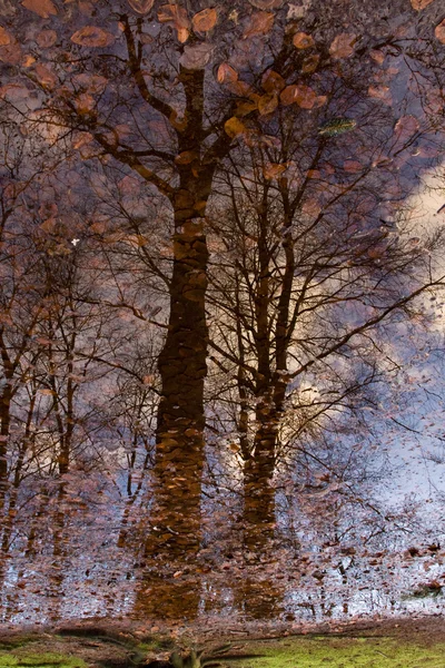 Reflectie van bomen Stockfoto