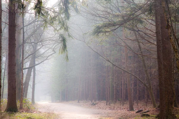 神秘的森林 免版税图库图片