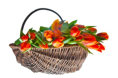 Orange tulips in basket clipart