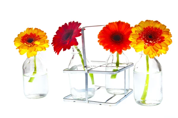 Springflowers in vases — Stock Photo, Image