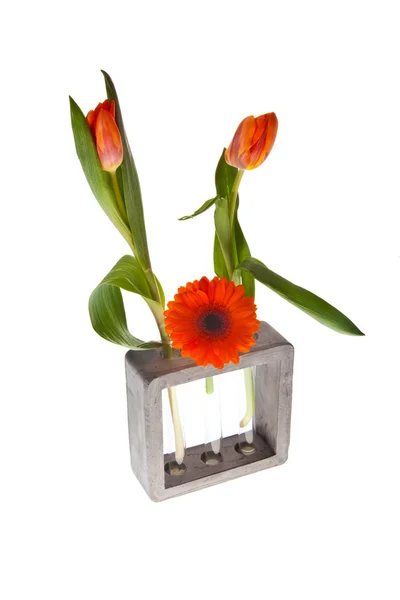 Orange springflowers — Stock Photo, Image