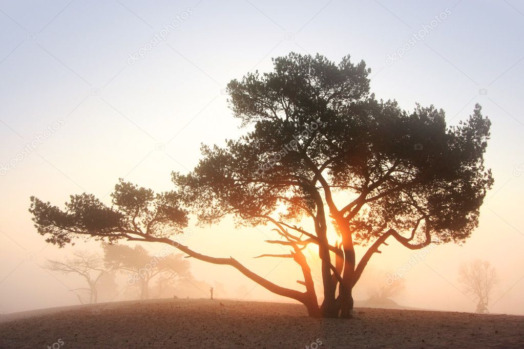 Pine-tree at sunrise