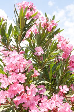 veya yehuda pembe zakkum çiçekleri