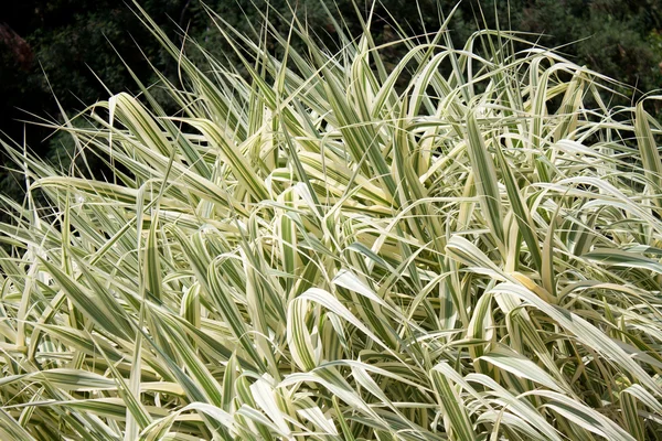 stock image Ornamental Grass Carex