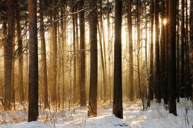 Light through trees clipart