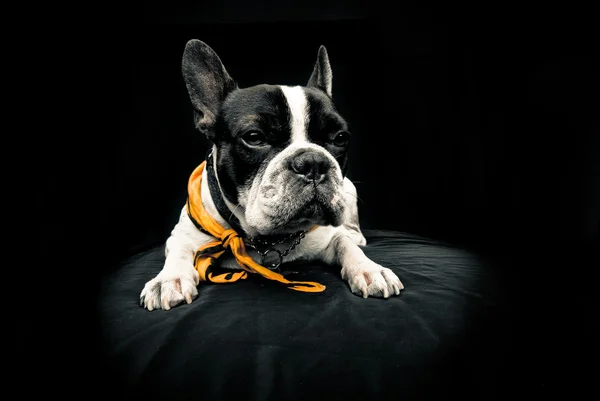 Bulldog. — Fotografia de Stock