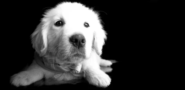 ゴールデンの子犬 — ストック写真