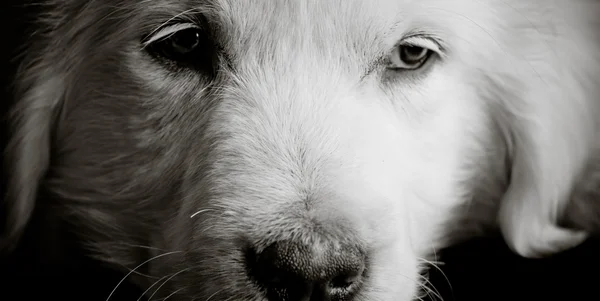Üzgün köpek onun ortak arıyor — Stok fotoğraf