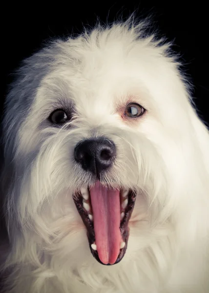 Pies z usta otwarte — Zdjęcie stockowe