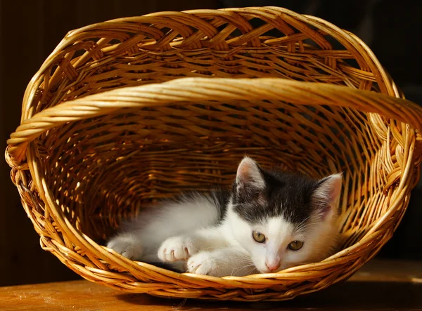 Sloupem kočka — Stock fotografie