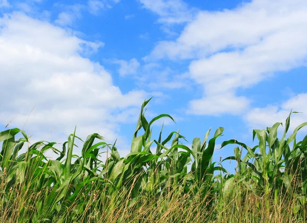 stock image Corn and sky