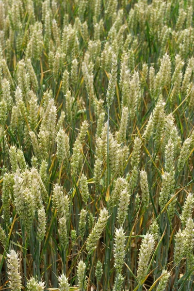 stock image Cereal plant