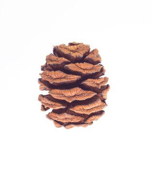 Sequoia strobile seed on white background clipart