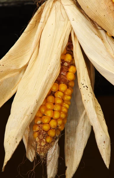 stock image Corn dry