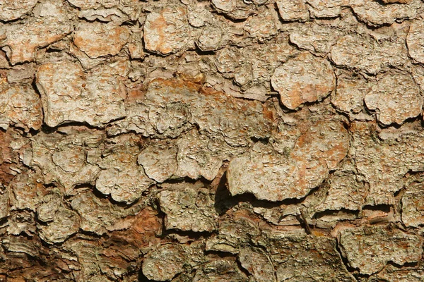 Corteza de pino — Foto de Stock