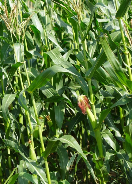Kukurydza indian — Zdjęcie stockowe