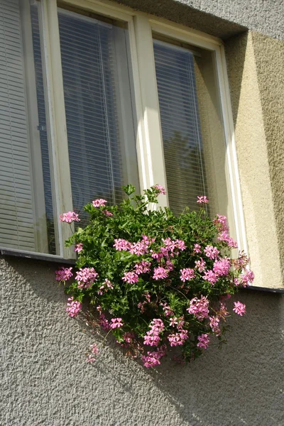 stock image Flower in window