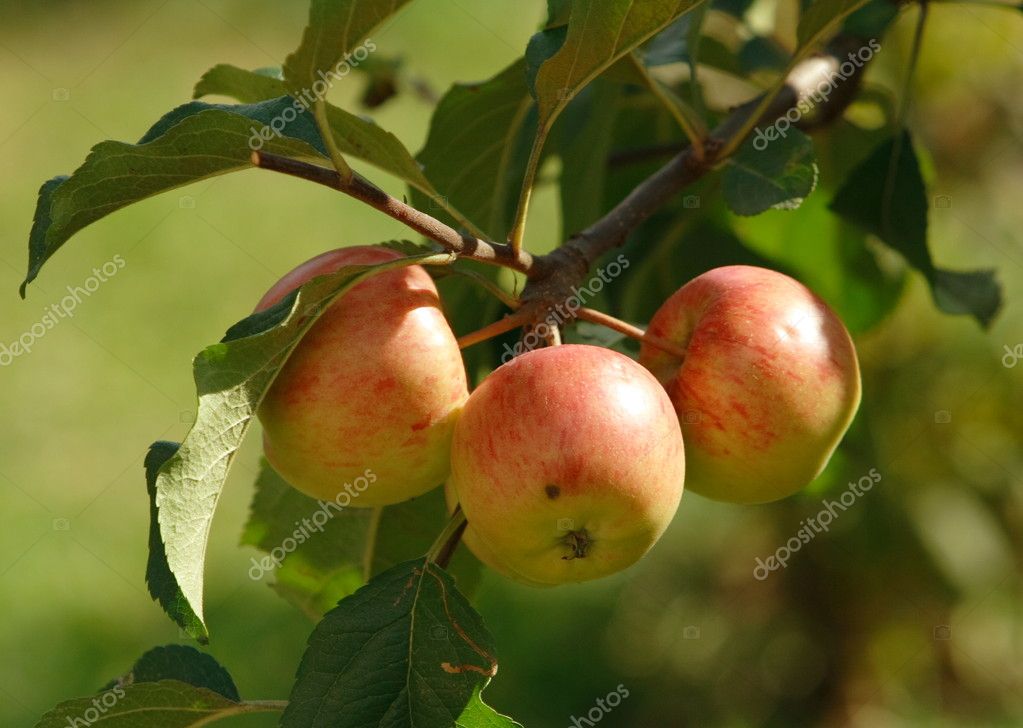 Three apple — Stock Photo © riariu #7758416