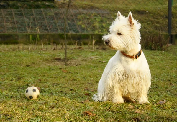 Bola e terrier — Fotografia de Stock