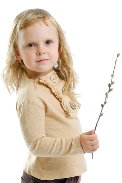 Pussy willow in the hands of a girl on a white background — Stock Photo, Image