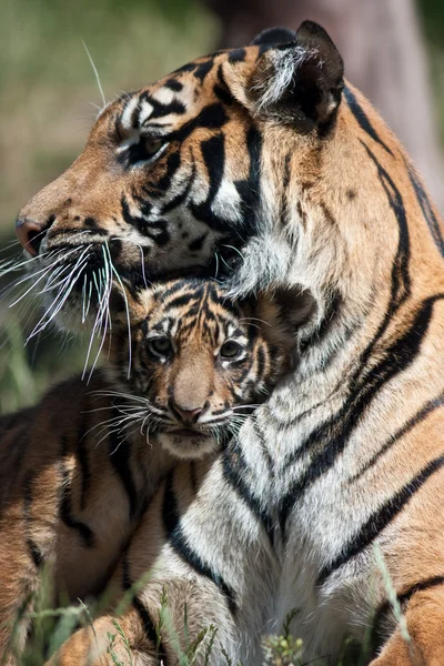 Tygrysa cub — Zdjęcie stockowe