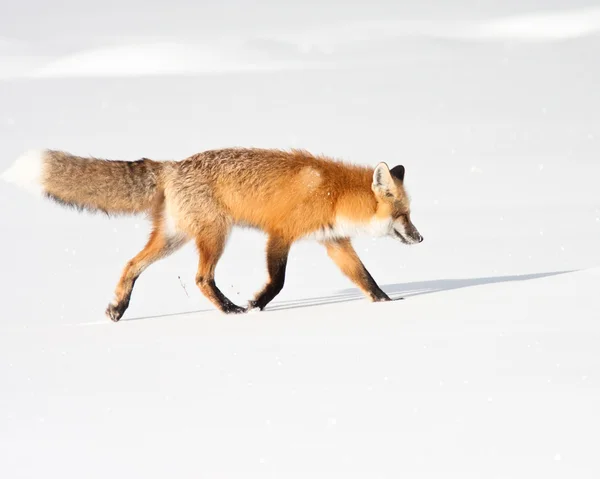 Červená liška — Stock fotografie