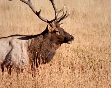 Boğa elk