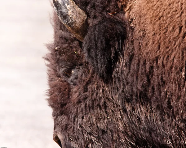 Cabeça de bisonte — Fotografia de Stock