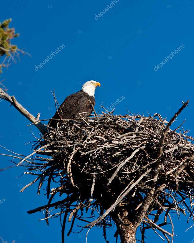 Nido de águilas fotos de stock, imágenes de Nido de águilas sin royalties |  Depositphotos