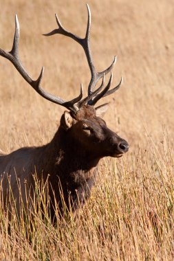 Boğa elk