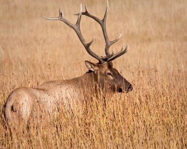 Boğa elk