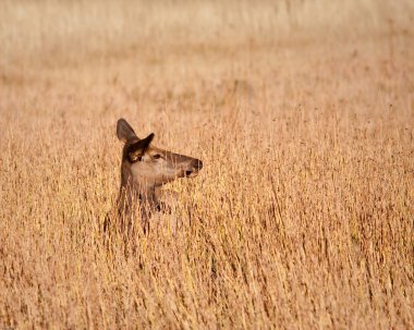 Elk düşüş sırasında