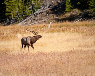 Boğa elk