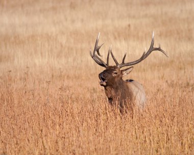 Boğa elk