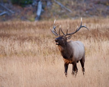 Boğa elk